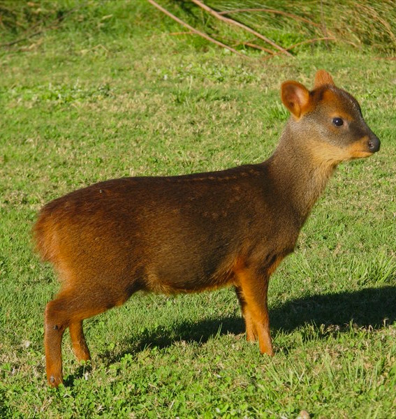 Reserva Pudu